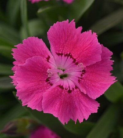 Dianthus Mountain Frost™ Rose Bouquet